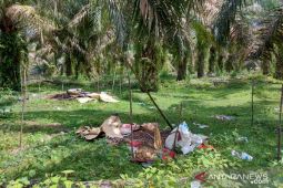 Konflik Orang Rimba dengan perkebunan sawit tak kunjung terselesaikan