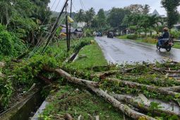 PLN pulihkan 89 persen suplai listrik pelanggan di Pulau Nias