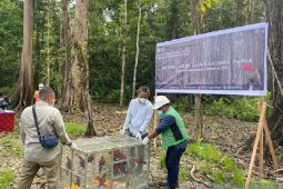 Freeport-BBKSDA kembalikan 15 ekor burung Kasturi ke habitat hutan Kuala Kencana