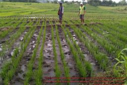 Panen Petani NTT melonjak drastis dampak penerapan sekolah lapangan