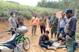 Harimau berkeliaran di kebun di Palas, tim gabungan lakukan penyusuran jejaknya