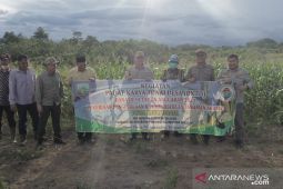 Sayed Jafar bahagia petani Desa Mulyodadi panen jagung