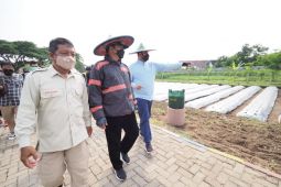 Wali Kota Madiun resmikan demplot budi daya porang