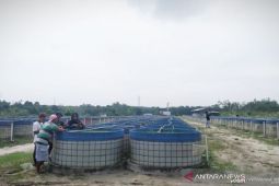 Perwakilan investasi bodong ikan lele di Jambi segera diperiksa polisi