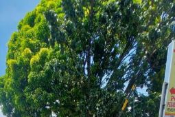 Polresta Ambon musnahkan 1.300 liter miras Sopi saat operasi lilin, jangan tebang pilih