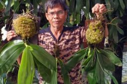 M Zulfikli tertarik anggrek lantaran unik