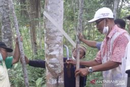 Disbun Kaltim gelar pelatihan pemanfaatan produk karet