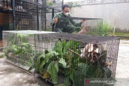 BBKSDA Jawa Barat evakuasi Elang Jawa dan dua Kukang