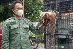 BBKSDA Jawa Barat evakuasi 52 hewan dilindungi
