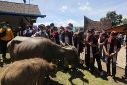 Dorong wisata Desa Huta Tinggi, Sandiaga sumbangkan dua kerbau