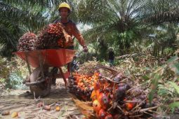 Harga sawit di Tapin hampir naik Rp 3.000