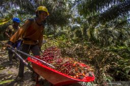 UI bersama badan pengelola dana perkebunan sawit dorong optimalkan UKM