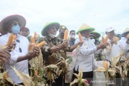 Bengkulu Selatan diproyeksikan jadi lumbung jagung nasional
