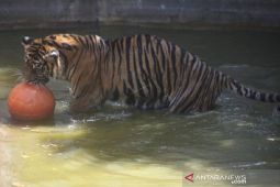 Warga Tebo temukan tengkorak  diduga korban  terkaman harimau