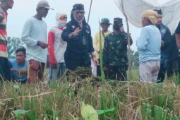 Mentan ajak petani Karawang terapkan tiga kali tanam dalam setahun