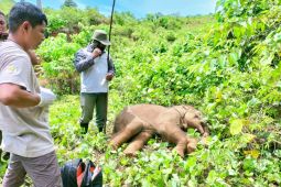 BKSDA selamatkan anak gajah terkena jeratan di Aceh Jaya