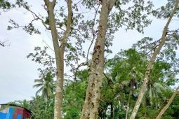 Pohon "lua" obat tradisional bisul
