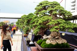Ratusan bonsai terbaik dari seluruh daerah di Indonesia dipamerkan di Surabaya