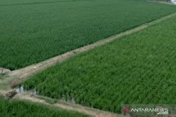 Dinas Pertanian Karawang berupaya serius cegah alih fungsi lahan pertanian