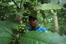 Kopi dan transmigrasi 1973 di Tapin Kalimantan Selatan