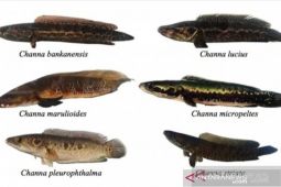Pemprov Babel budidayakan ikan gabus di lahan bekas tambang