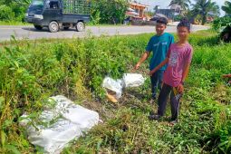 Polres Merangin amankan 80 kg ganja dipinggir jalan Lintas Sumatera