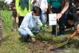 Pemkab Gorontalo tanam bibit pohon Tabebuya di kompleks bandara