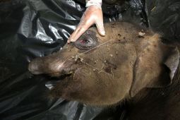 Nekropsi anak gajah Sumatera
