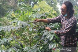 Produksi kopi robusta di Kabupaten Bogor capai 4.004 ton dalam setahun