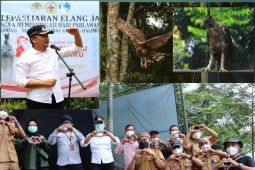 Wakil Bupati Lebak lepasliarkan elang  jawa bernama Nadira