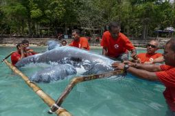 "First Responder" di NTT berlatih teknik penanganan mamalia laut terdampar