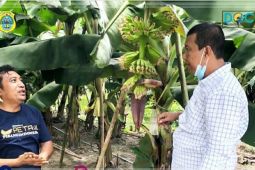 Tinjau perkebunan pisang cavendish Bupati Tanjabtim berharap pengelola bermitra dengan warga