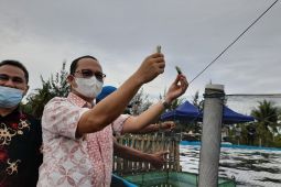 Bupati Bangka Tengah dorong warga pesisir kembangkan udang vaname