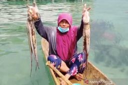 Tutup 3 bulan, hasil tangkap nelayan gurita di Banggai meningkat