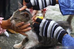 Penyelamatan Kucing Terlantar