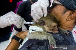 Vaksin rabies gratis di Karawang
