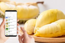 Festival durian online hadirkan durian monthong hingga kupas medan