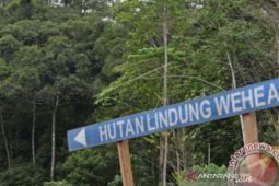 News Focus  --  Sustainable forests for combating climate change