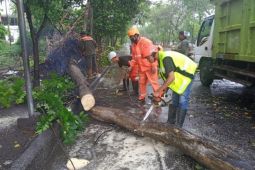 Bupati Sidoarjo instruksikan dinas rajin kepras pohon