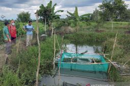 Tim ULM menerapkan hapa ganda tekan kematian benih ikan haruan