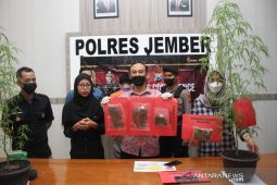 Polres Jember tangkap pemuda asal Lumajang simpan tanaman ganja