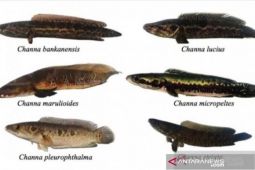 PT Timah gandeng "The Tanggokers" lestarikan ikan endemik Babel