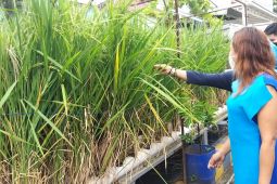 Kampung "Glintung Water Street" Malang, manfaatkan air hujan jadi berkah