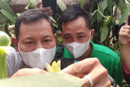 BUMDes binaan AMC tambah wawasan teknologi pertanian ke Klaten
