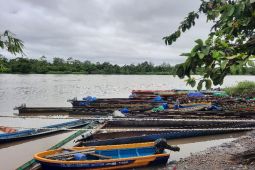 Meracik potensi alam di Boven Digoel Papua