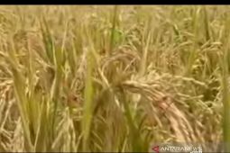 Sumsel dorong kabupaten tingkatkan produksi pangan