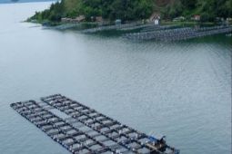 Waspadai kematian massal ikan di Danau Toba