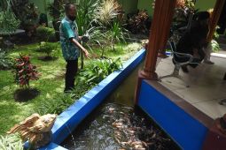 Pemkot Malang kembangkan urban farming di tingkat kecamatan