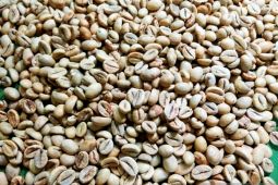 Kopi Maluku dan cita rasa tradisi yang tidak padam, sarana memupuk kebersamaan