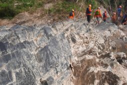 Fosil flora di aliran Sungai Batang Merangin